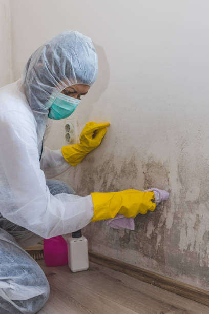 Best Basement Mold Removal  in USA